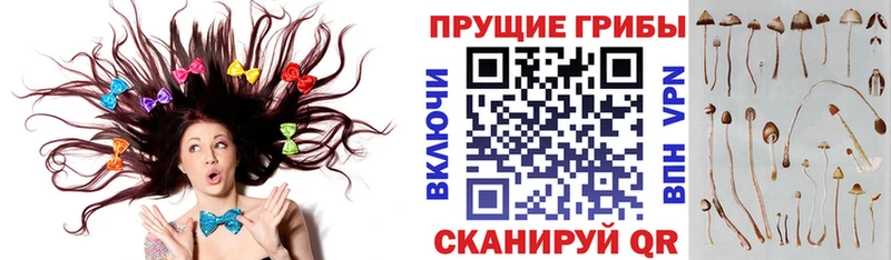 купить наркотик  kraken ONION  Галлюциногенные грибы Psilocybine cubensis  Нижний Тагил 